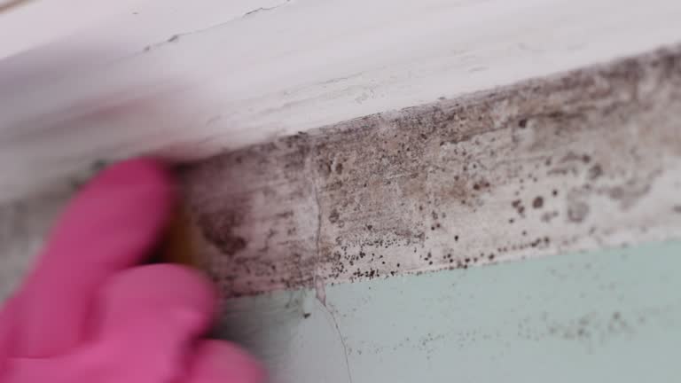 Professional Mold Inspection, Removal & Remediation in Reynolds Heights, PA